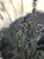 Atriplex gardneri