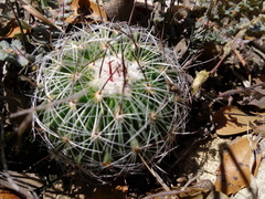 Echinofossulocactus zacatecasensis