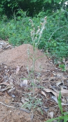 Gamochaeta calviceps