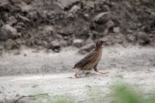 Codorniz común (Coturnix coturnix)
