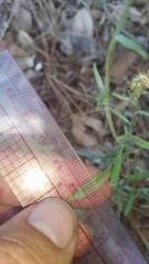 Gamochaeta calviceps