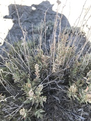 Atriplex gardneri