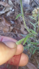 Gamochaeta calviceps