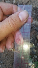 Gamochaeta calviceps