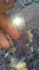 Gamochaeta calviceps