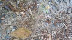 Gamochaeta calviceps