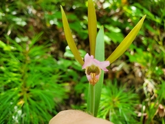 Cleistesiopsis bifaria