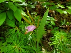 Cleistesiopsis bifaria