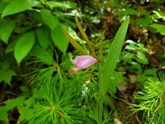 Cleistesiopsis bifaria