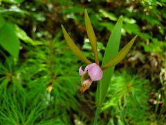 Cleistesiopsis bifaria