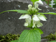Lamium album