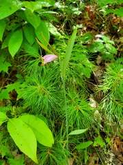 Cleistesiopsis bifaria