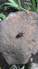 Metamasius sericeus