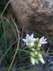 Allium lacunosum