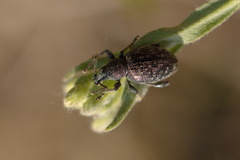 Otiorhynchus tristis