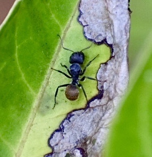 Camponotus gilviventris