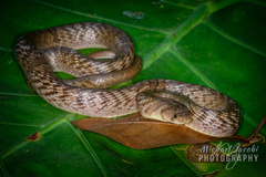 Fasciolated Kukri Snake photo 2
