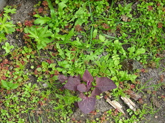 Oxalis stricta rufa