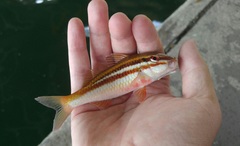 Parupeneus biaculeatus