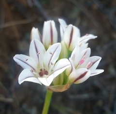 Allium lacunosum