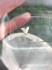 Elophila icciusalis