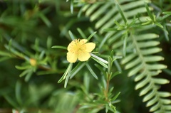 Hypericum fasciculatum