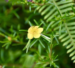 Hypericum fasciculatum