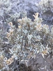 Atriplex corrugata
