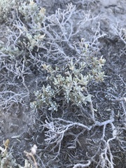 Atriplex corrugata