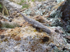 Calamacris clendoni