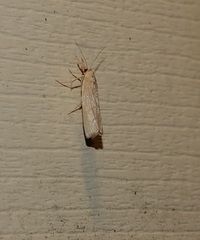 Crambus albellus