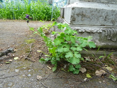Aquilegia vulgaris