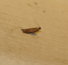 Dichomeris ligulella