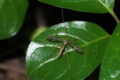 Epiphragma evanescens