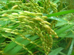 Oryza sativa