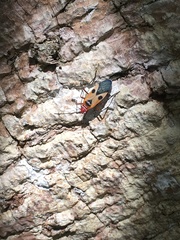 Dysdercus mimus