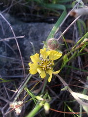Hemizonia congesta lutescens