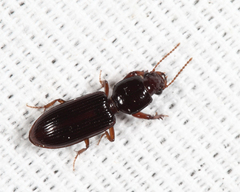 Clivina