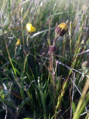 Hemizonia congesta lutescens