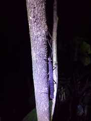 Pygirhynchus toledopizai