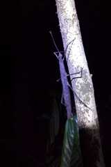 Pygirhynchus toledopizai