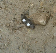 Theagenes albiplaga