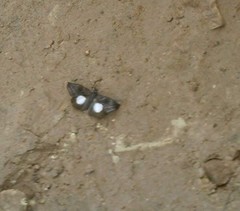 Theagenes albiplaga
