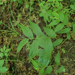 Dichanthelium boscii