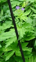 Geranium sylvaticum