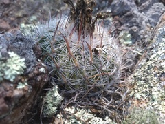 Echinofossulocactus ochoterenaus