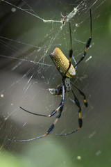 Trichonephila clavipes image