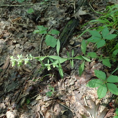 Scutellaria integrifolia
