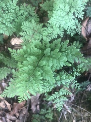 Cheilanthes tenuifolia