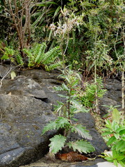 Senecio wairauensis